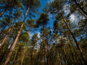 En forêt