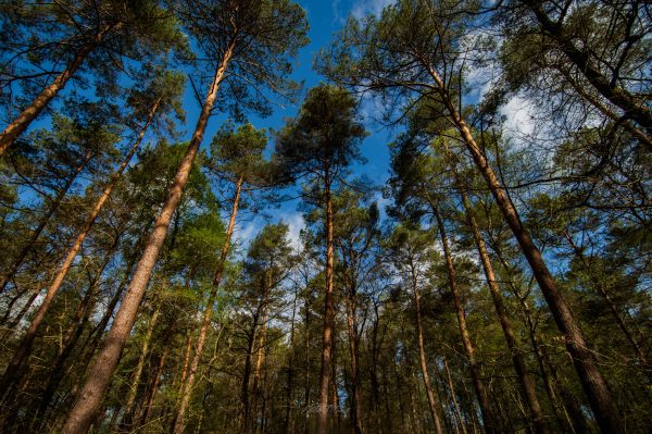 En forêt