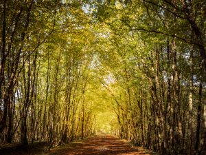 Lumière en forêt