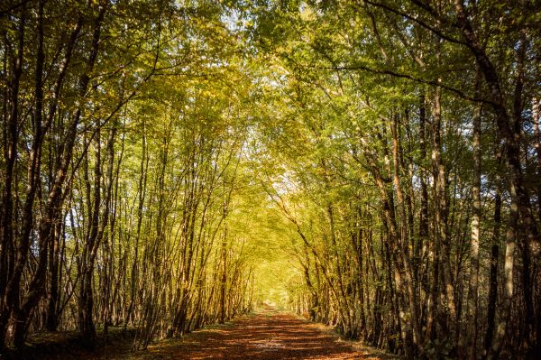 Lumière en forêt