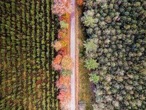 Nuances d'automne